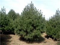 陕西水果产品市场概况与苗木种植指南