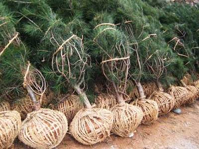 白皮松 优美坚韧的常绿乔木