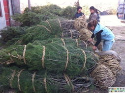 全球最大的网上中药材市场与白皮松的关联性分析