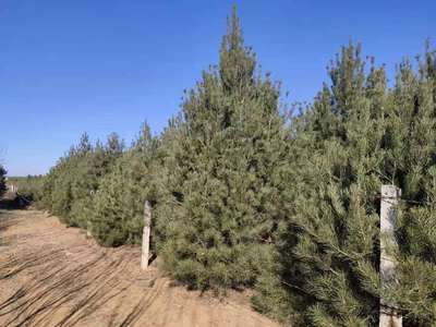 影响白皮松销售价格的关键因素分析