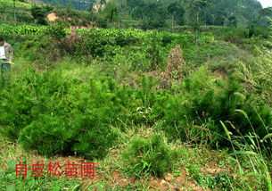 白皮松与油松苗圃的对比与管理